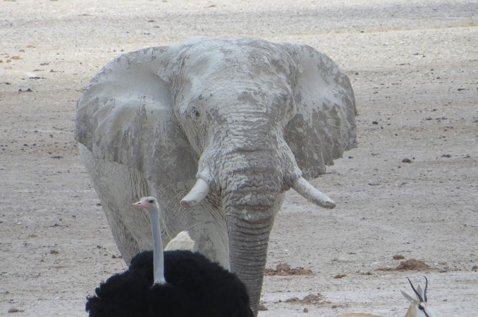 Himba Tribe & Wildlife – Accommodated Tour