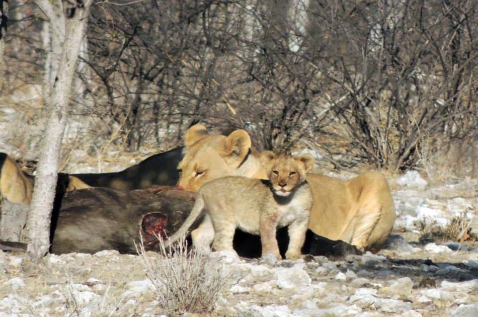 Himba Tribe & Wildlife – Accommodated Tour