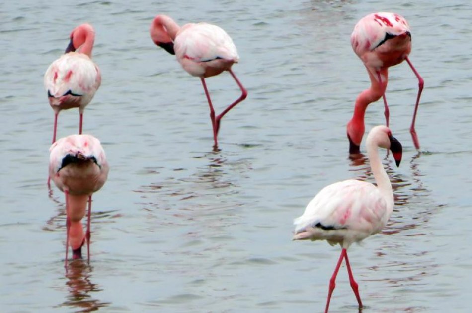 Northern Namibia & Skeleton Coast Safari (7day tour)