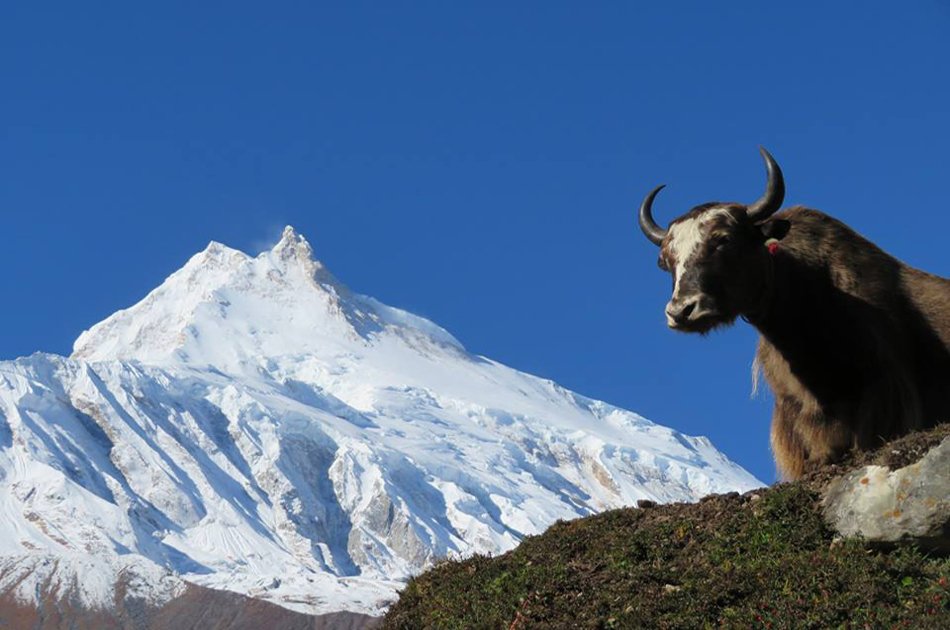 13-17 Day Private  Manaslu Circuit Trek With Larkey La Pass