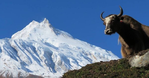 13-17 Day Private  Manaslu Circuit Trek With Larkey La Pass