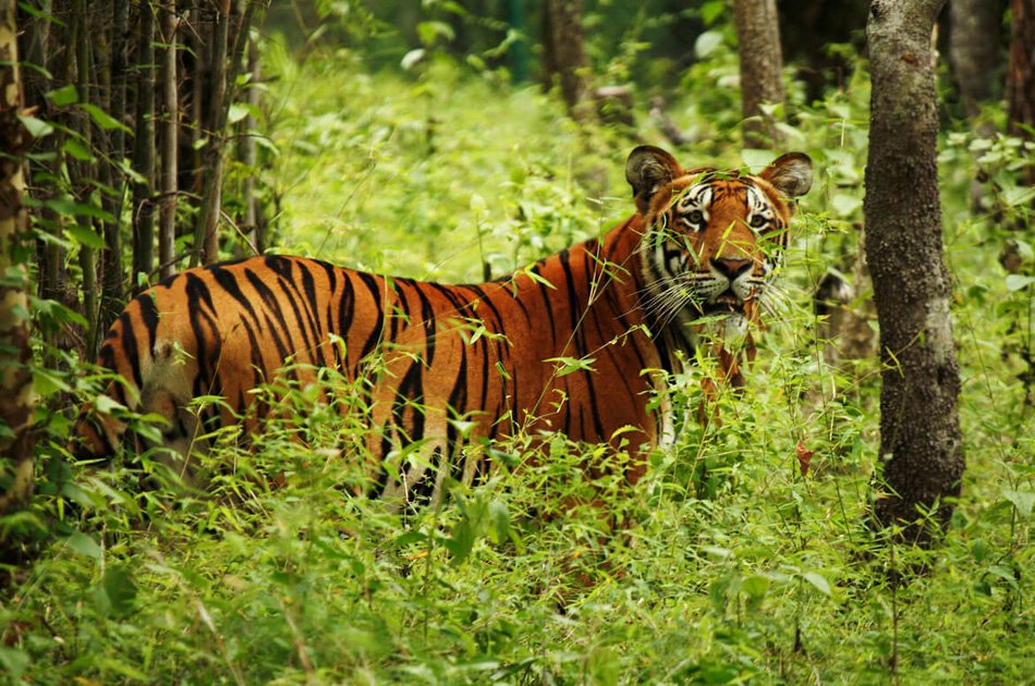 2 Nights 3 Days Chitwan National Park Safari Tour