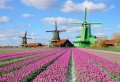 Discover Zaanse Schans With This Sightseeing Big Bus Tour