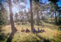 Fun Filled Day At Kröller Müller & Hoge Veluwe National Park - Small Group 