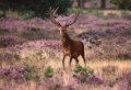 Fun Filled Day At Kröller Müller & Hoge Veluwe National Park - Small Group 