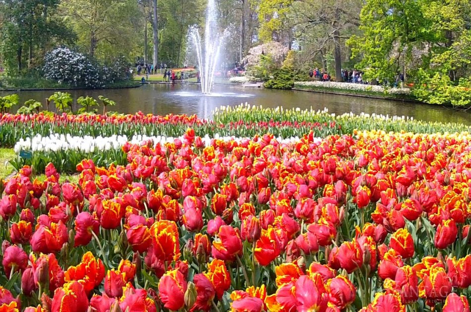 Half-Day Keukenhof Tour from Amsterdam