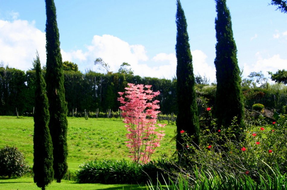 Half Day Bay of Islands Private Tour – Paihia & Kerikeri