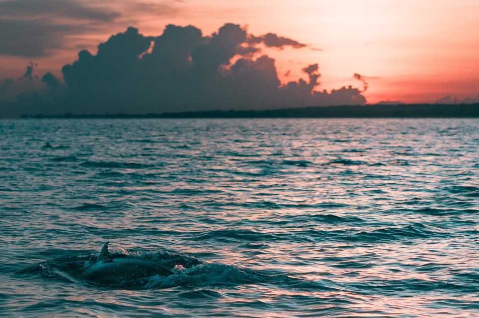 Muscat Dolphin Cruise