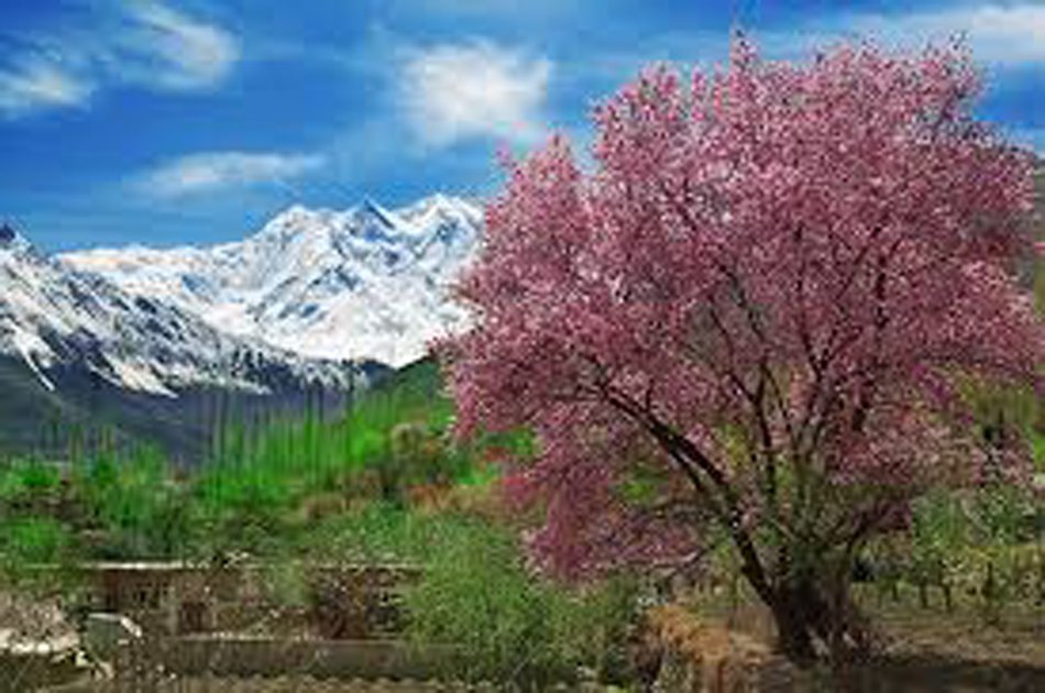 07 Day Apricot/Cherry Blossom Tour From Islamabad