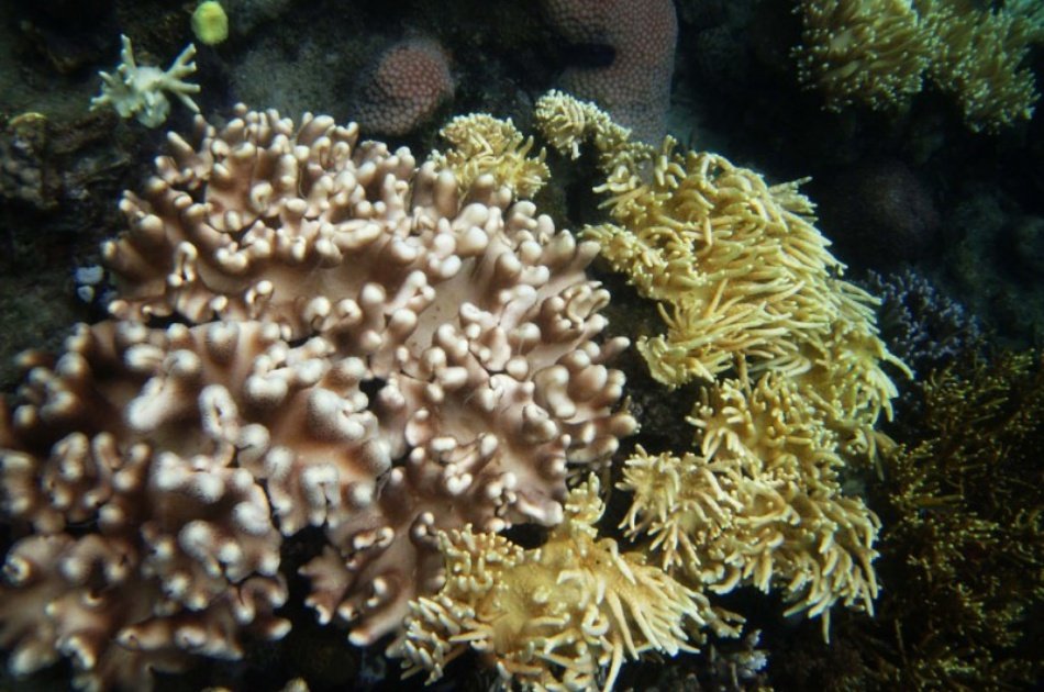 Coron Tour D – Reef and Wrecks