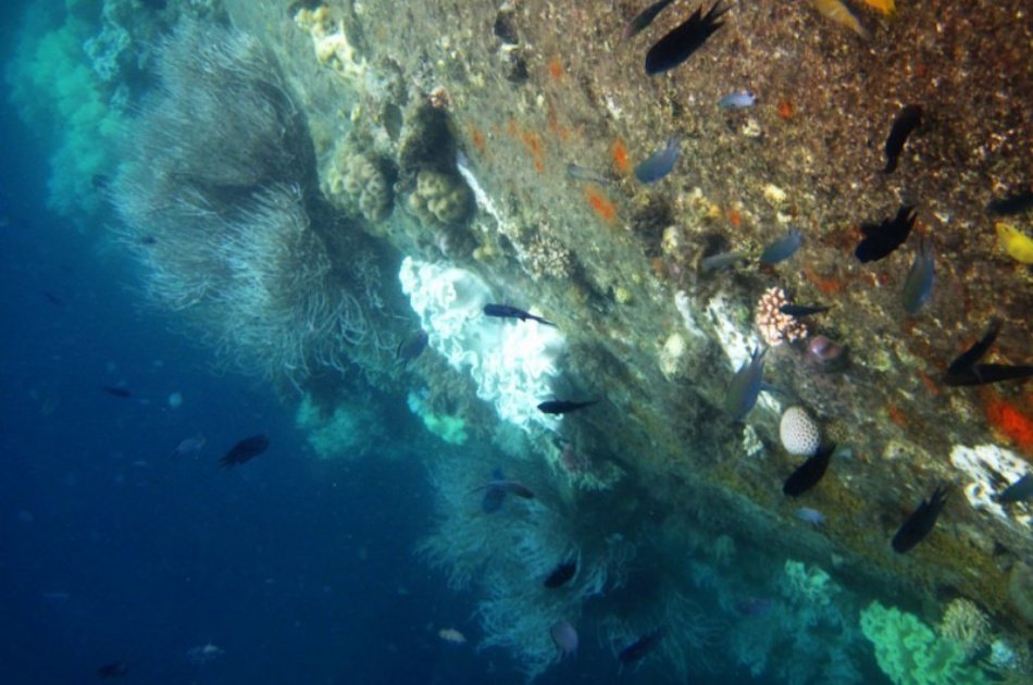 Coron Tour D – Reef and Wrecks