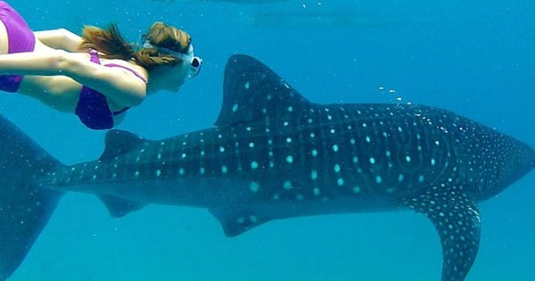 Oslob Whaleshark Snorkeling