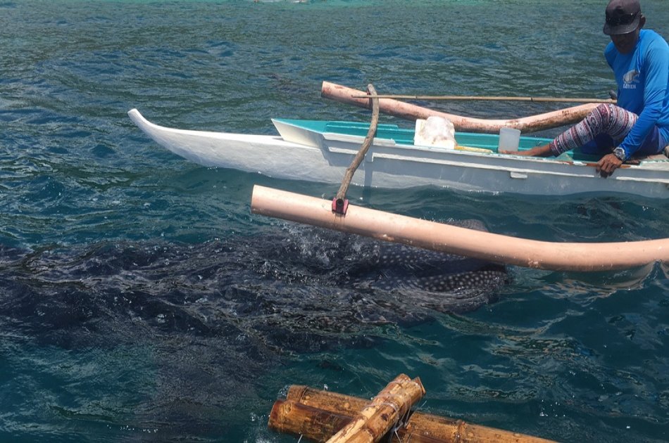 Whaleshark Private Interaction with Kawasan Falls from Cebu City