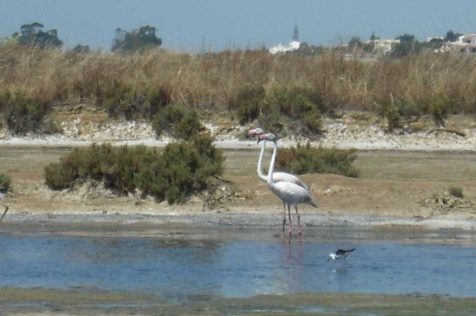 3 Hour Ria Formosa Sailing Trip From Faro