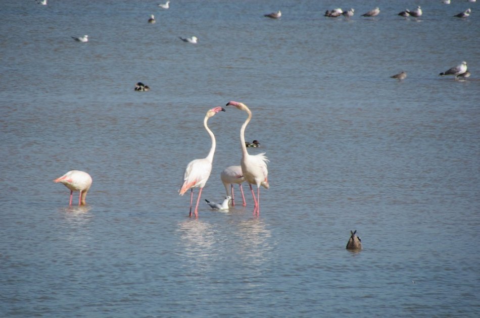 Birdwatching at Lagoa dos Salgados