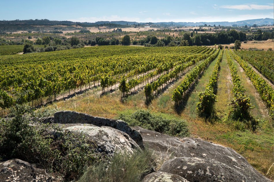 Dão Tour with Food & Wine Tastings including Lunch from Porto