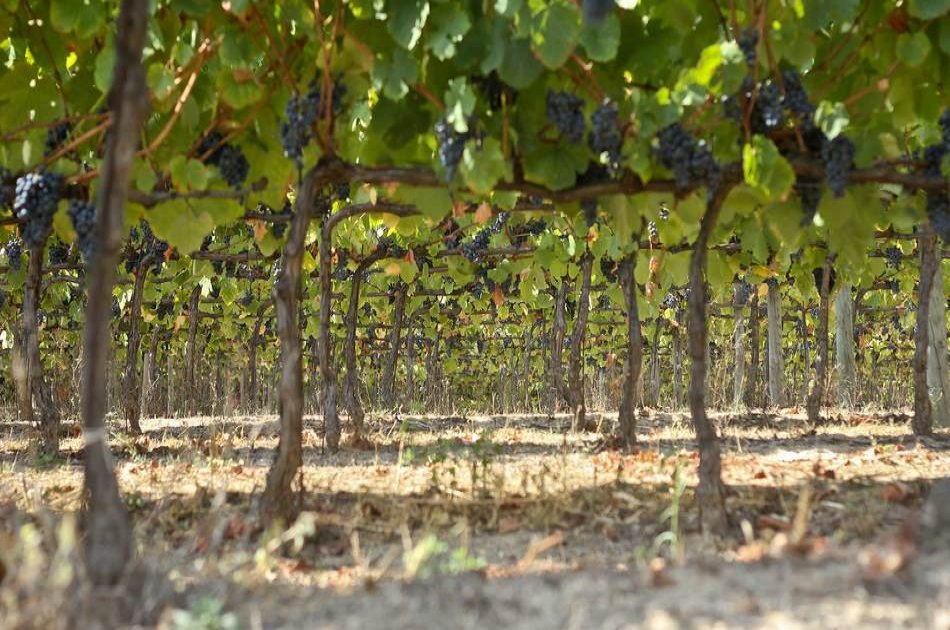 Dão Tour with Food & Wine Tastings including Lunch from Porto