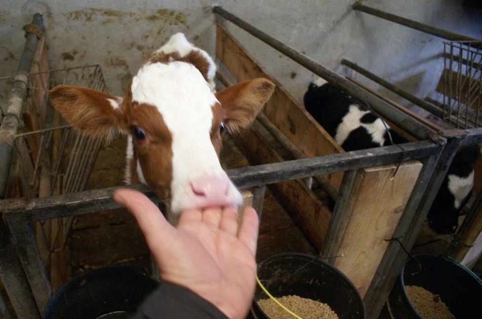 Day at the Farm in the Azores (Interact With the Animals)