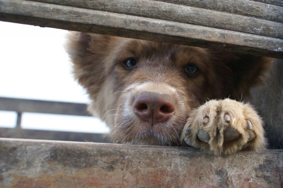 Day at the Farm in the Azores (Interact With the Animals)