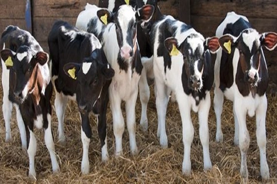 Day at the Farm in the Azores (Interact With the Animals)