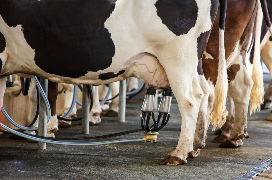 Day at the Farm in the Azores (Interact With the Animals)