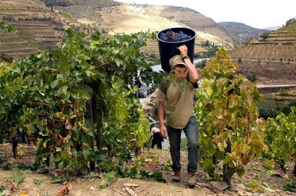 Full Day Oporto Family Vineyard Guided Tour In Portugal