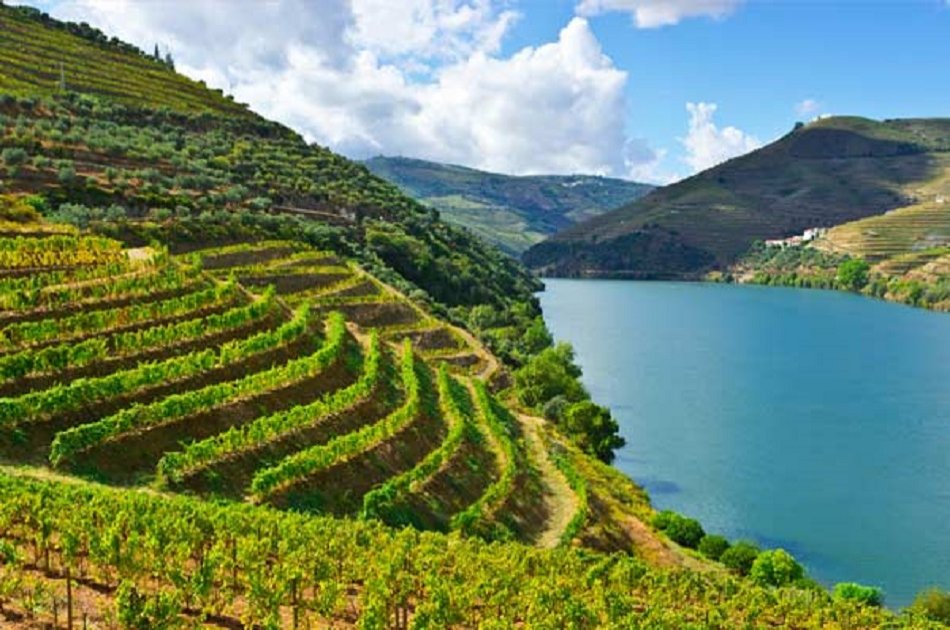 Full Day Oporto Family Vineyard Guided Tour In Portugal