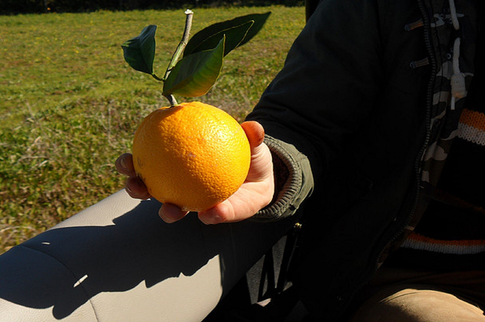 Half-Day Algarve Jeep Safari from Albufeira