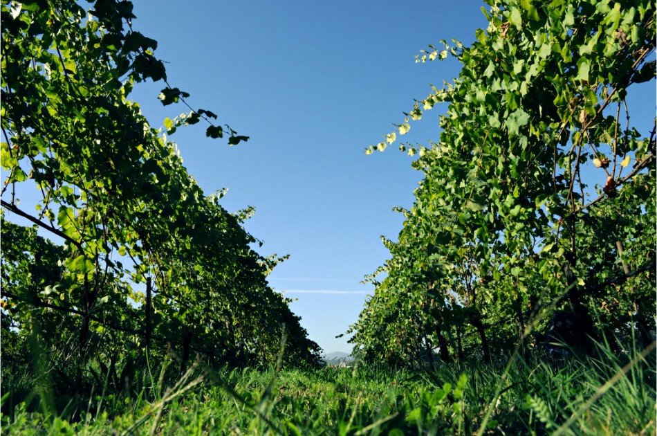 Minho & Vinho Verde Tour w/ Tastings & Lunch