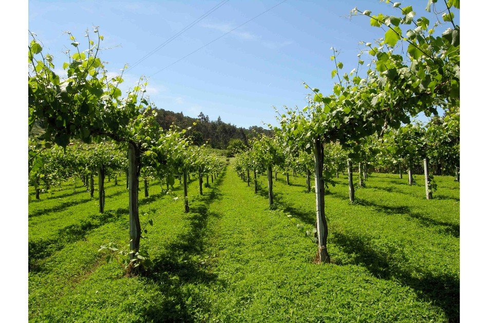 Minho & Vinho Verde Tour w/ Tastings & Lunch