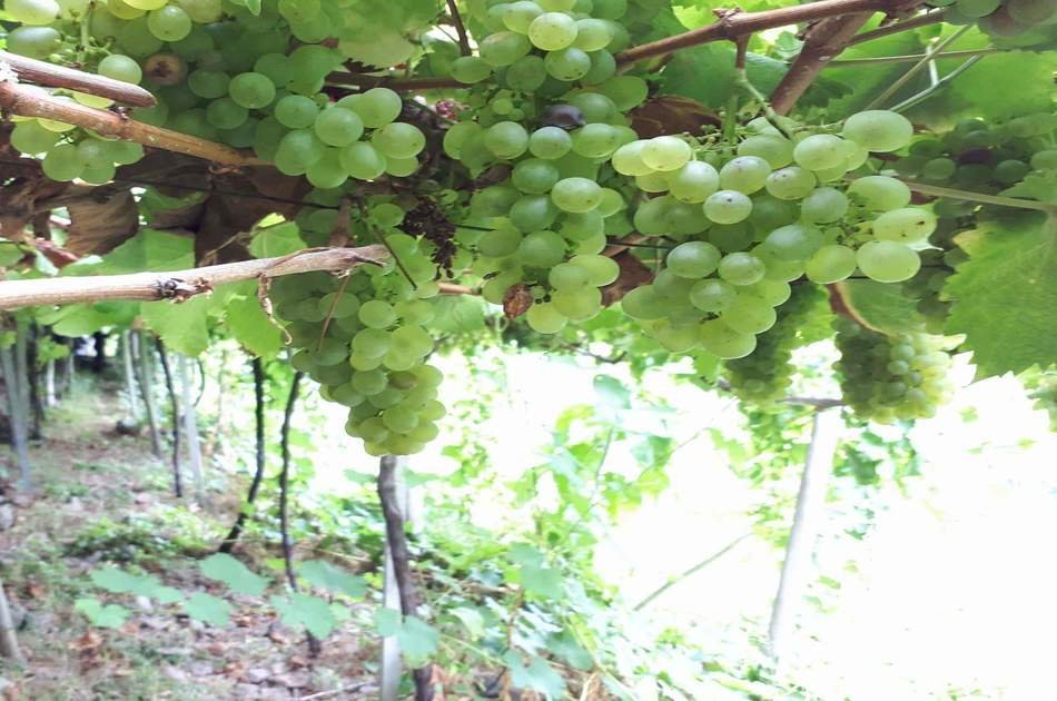 Nature & Wine Tasting Experience – Open Roof 4x4 Tour