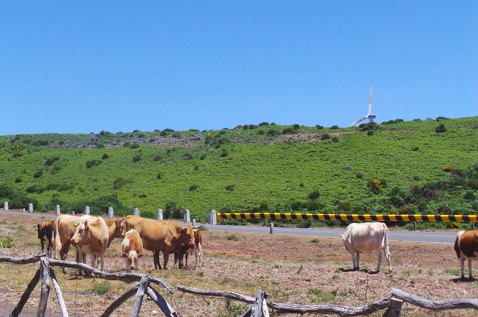Porto Moniz Lava Pools & Skywalk in Open Roof 4x4 Jeep Tour