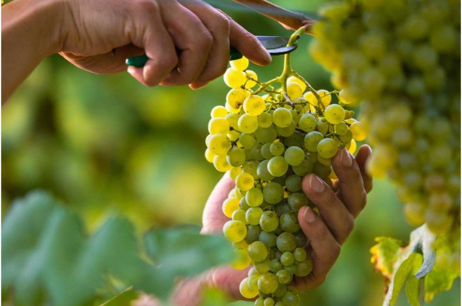 Private Douro Valley Grape Harvest Tour w/ Wine Tasting & Lunch