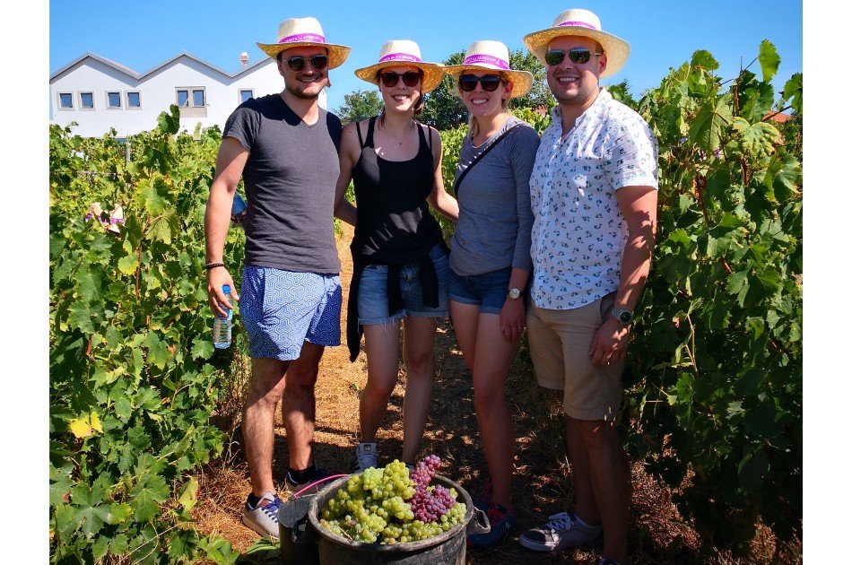 Private Douro Valley Grape Harvest Tour w/ Wine Tasting & Lunch