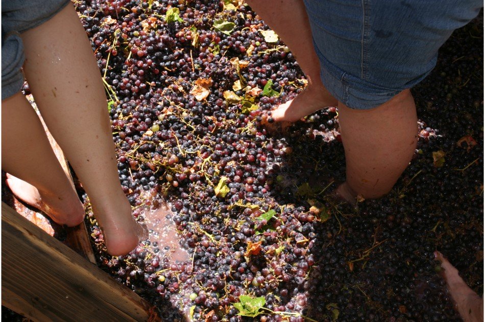 Private Douro Valley Grape Harvest Tour w/ Wine Tasting & Lunch