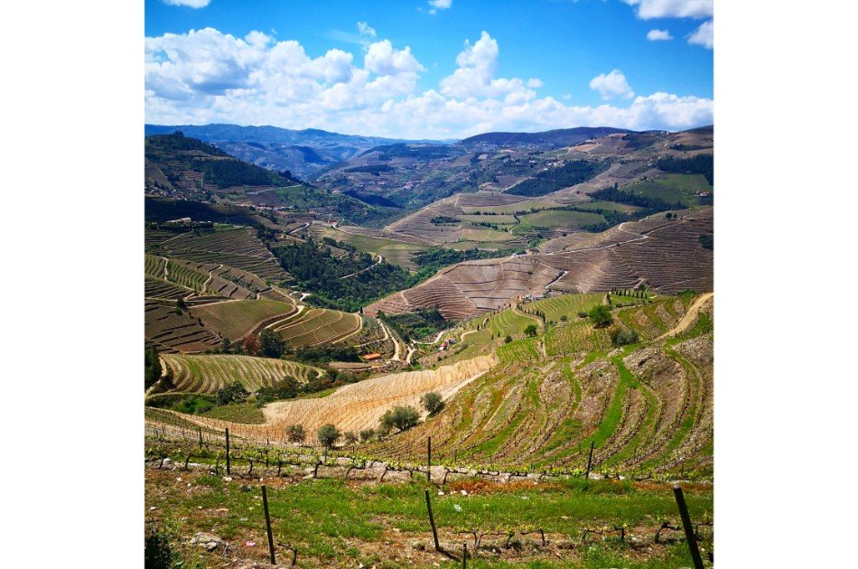 Private Douro Valley Grape Harvest Tour w/ Wine Tasting & Lunch