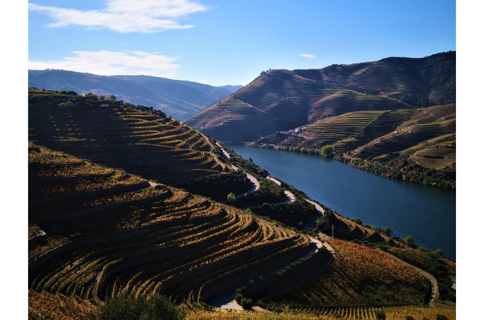 Private Douro Valley Grape Harvest Tour w/ Wine Tasting & Lunch