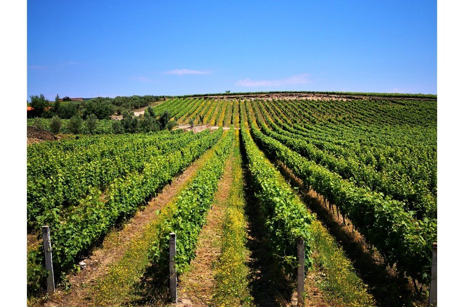 Private Douro Valley Grape Harvest Tour w/ Wine Tasting & Lunch