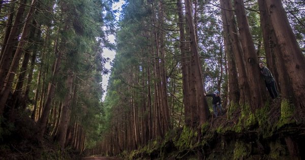 Volcanos & Forest 4x4 Day Tour from Praia de Vitoria and Angra in Azores