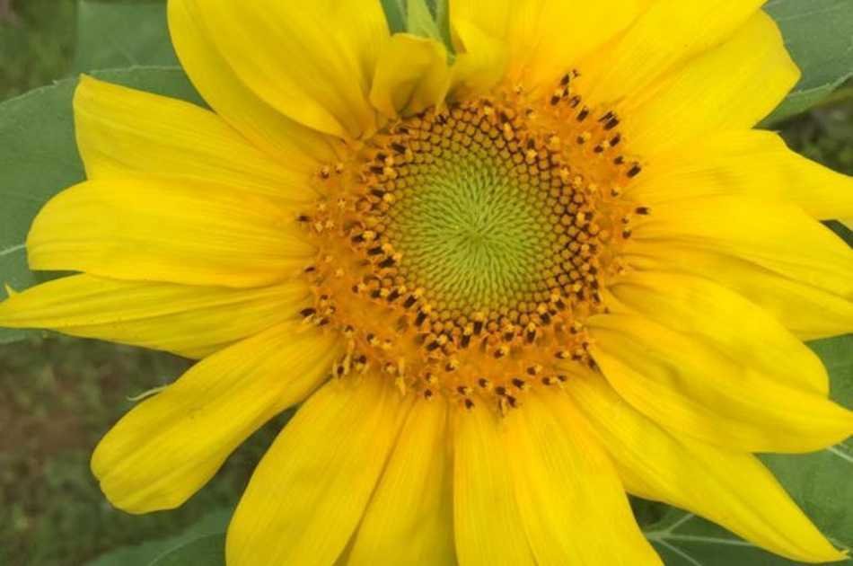 Workshop: Experience Life on a 11 Acre Organic Farm