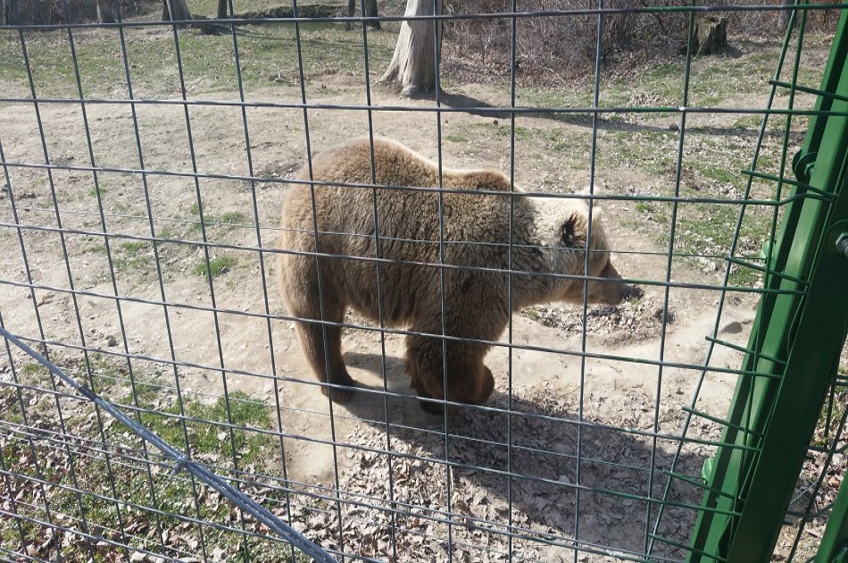 Small-Group Libearty-Liberty Bear Sanctuary Zarnesti Trip from Brasov