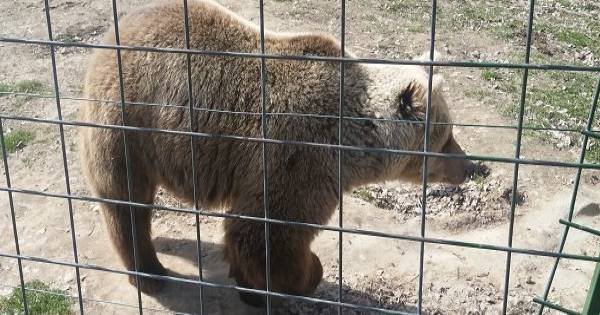 Small-Group Libearty-Liberty Bear Sanctuary Zarnesti Trip from Brasov