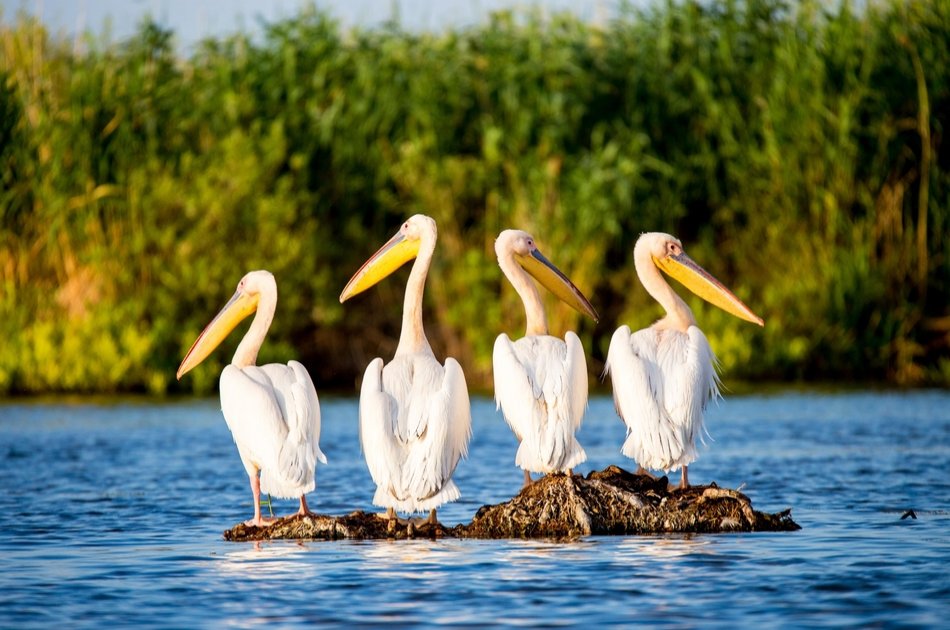The Danube Delta & Black Sea 2 Day Tour