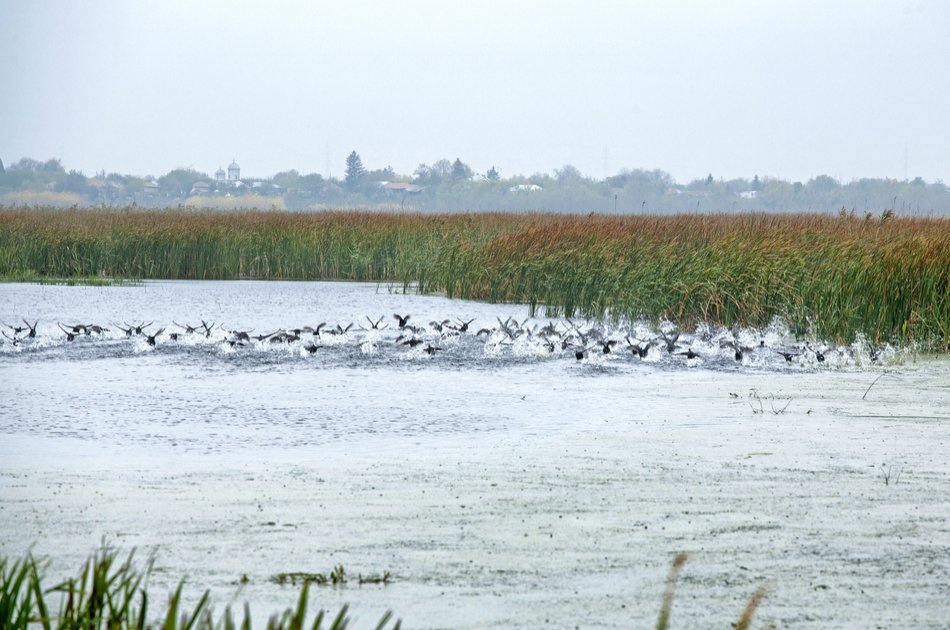 "The Delta" near Bucharest With Boat Trip