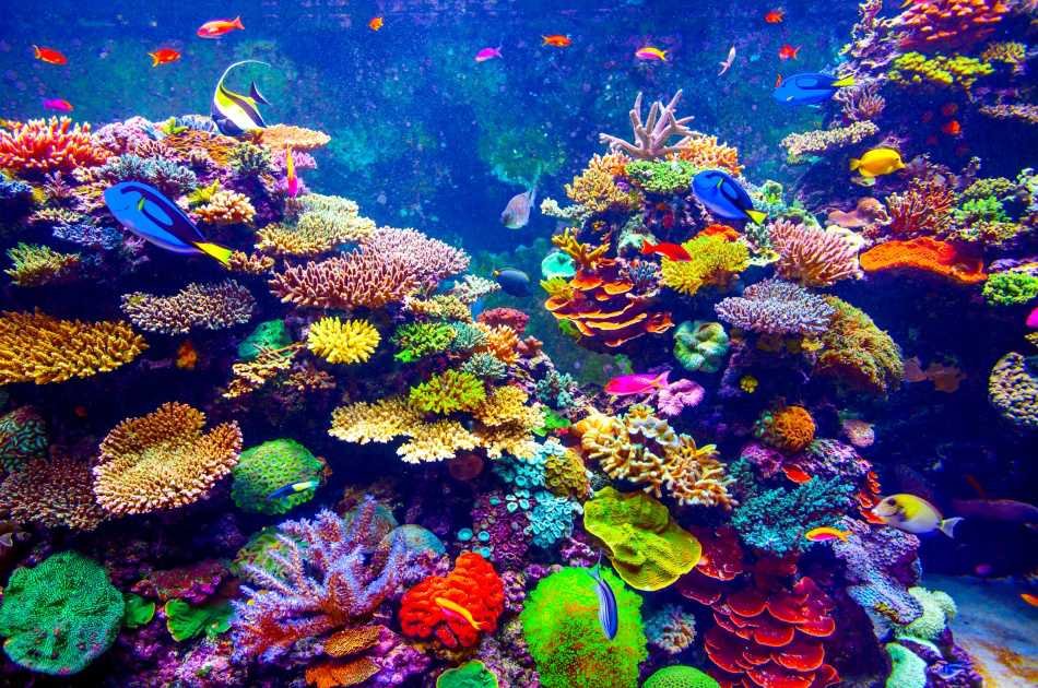 Adventure Cove Waterpark Entrance Ticket