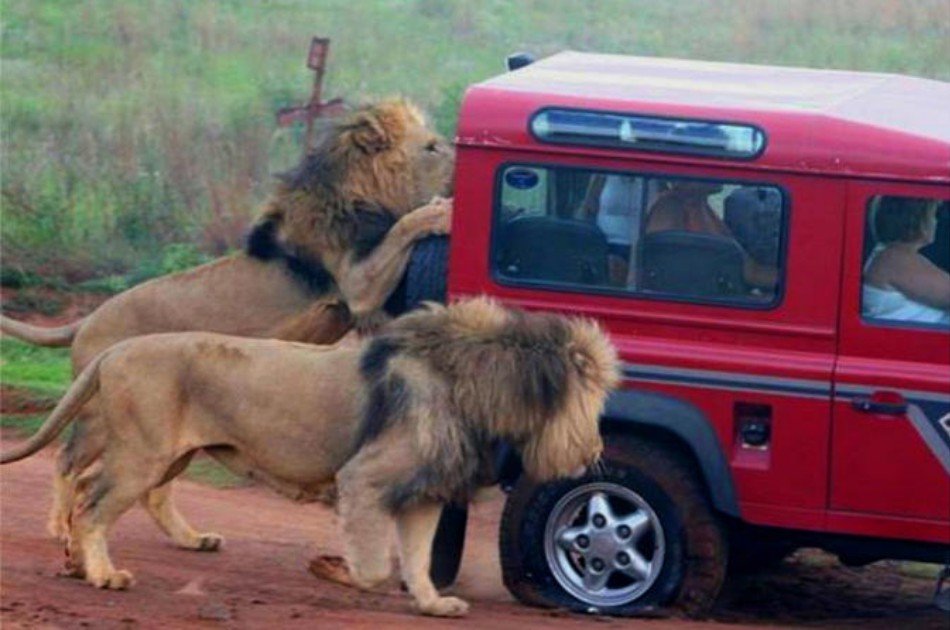 Energetic Safari & Phezulu Village Tour From Durban