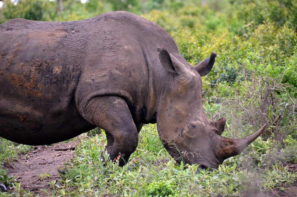 Energetic Safari & Phezulu Village Tour From Durban