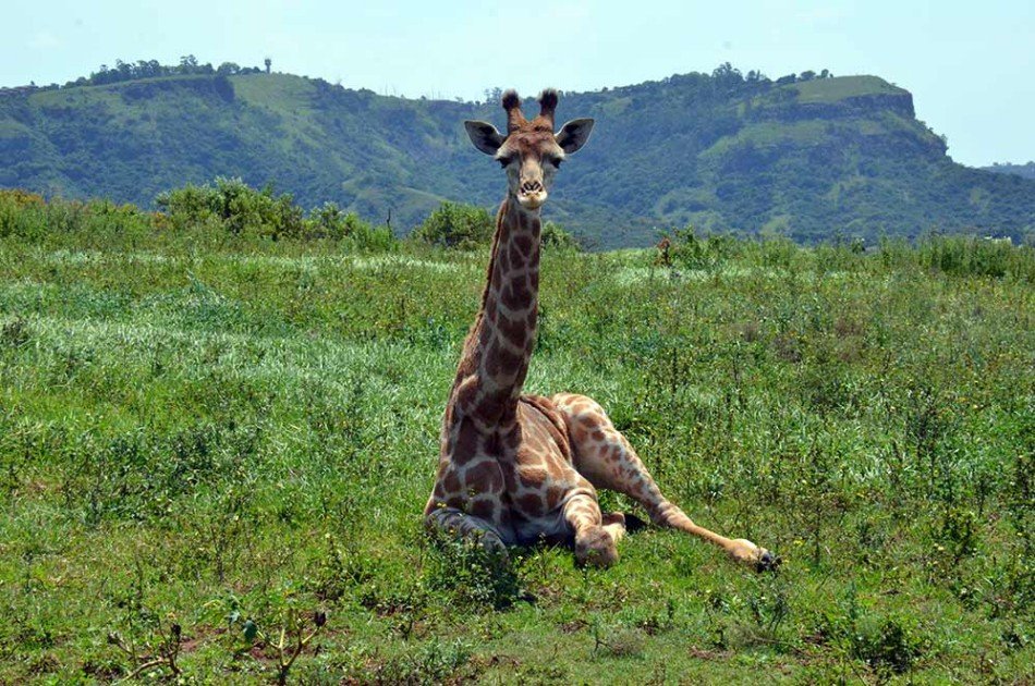 Energetic Safari & Phezulu Village Tour From Durban