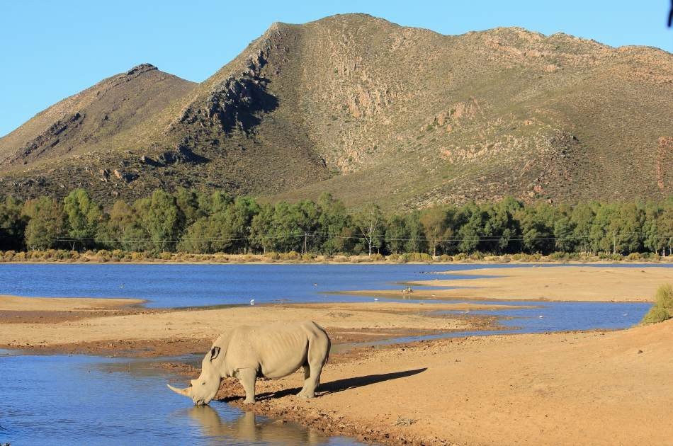 Private Luxury Aquila Game Reserve Tour from Cape Town