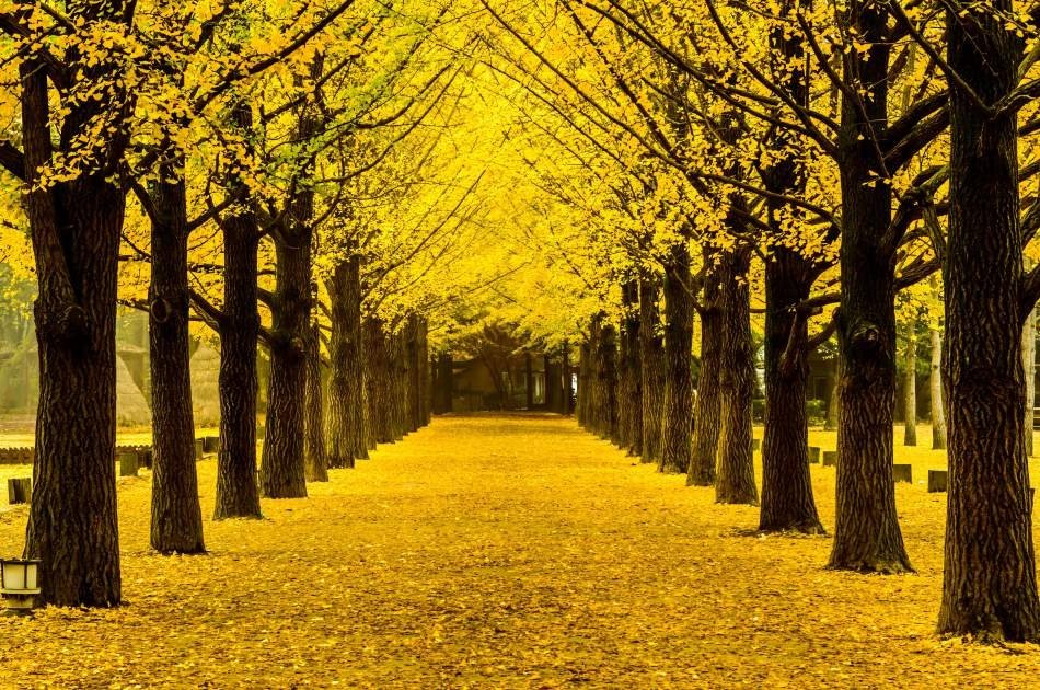 Magnificent Private Tours in South Korea ! Nami Island & Petit France